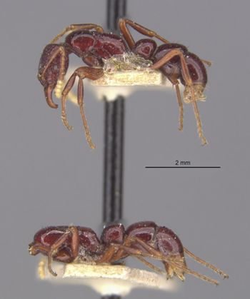 Media type: image;   Entomology 20420 Aspect: hala